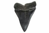Fossil Broad-Toothed Mako Tooth - South Carolina #214526-1